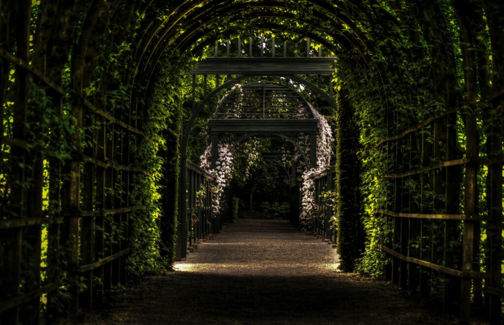 Picture of an archway and gateways covered in vines